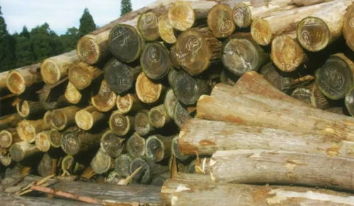 臺灣唯一一家具備fsc認證的林場,他們的拼搏與榮譽