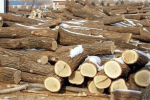 柞木原木材價格表