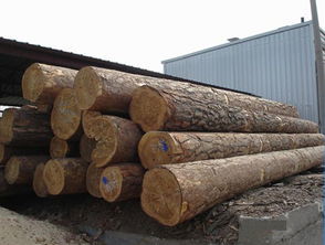 俄羅斯楊木原木專業供應 廈門市湖里勝佳木材經營部報價與產品展示